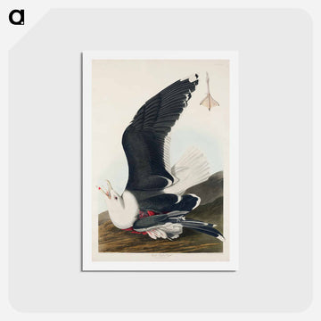 Black Backed Gull
 - ジョン ジェームス オーデュボン Postcard.