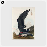 アートポストカード-Black Backed Gull
 - ジョン ジェームス オーデュボン Postcard.