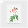 アートポストカード-Cabbage Rose - ピエール ジョゼフ ルドゥーテ Postcard.