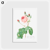 アートポストカード-Cabbage Rose - ピエール ジョゼフ ルドゥーテ Postcard.