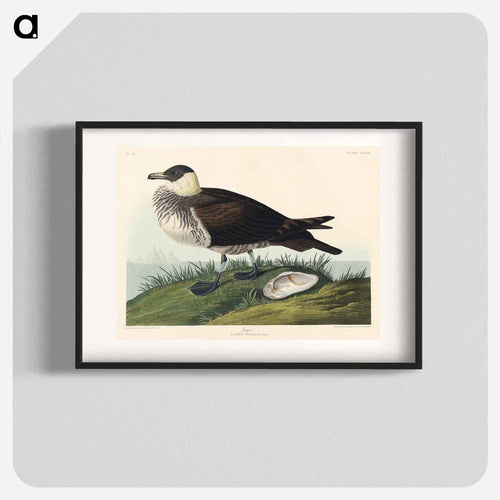 Jager from Birds of America
 - アメリカの鳥たち Poster.