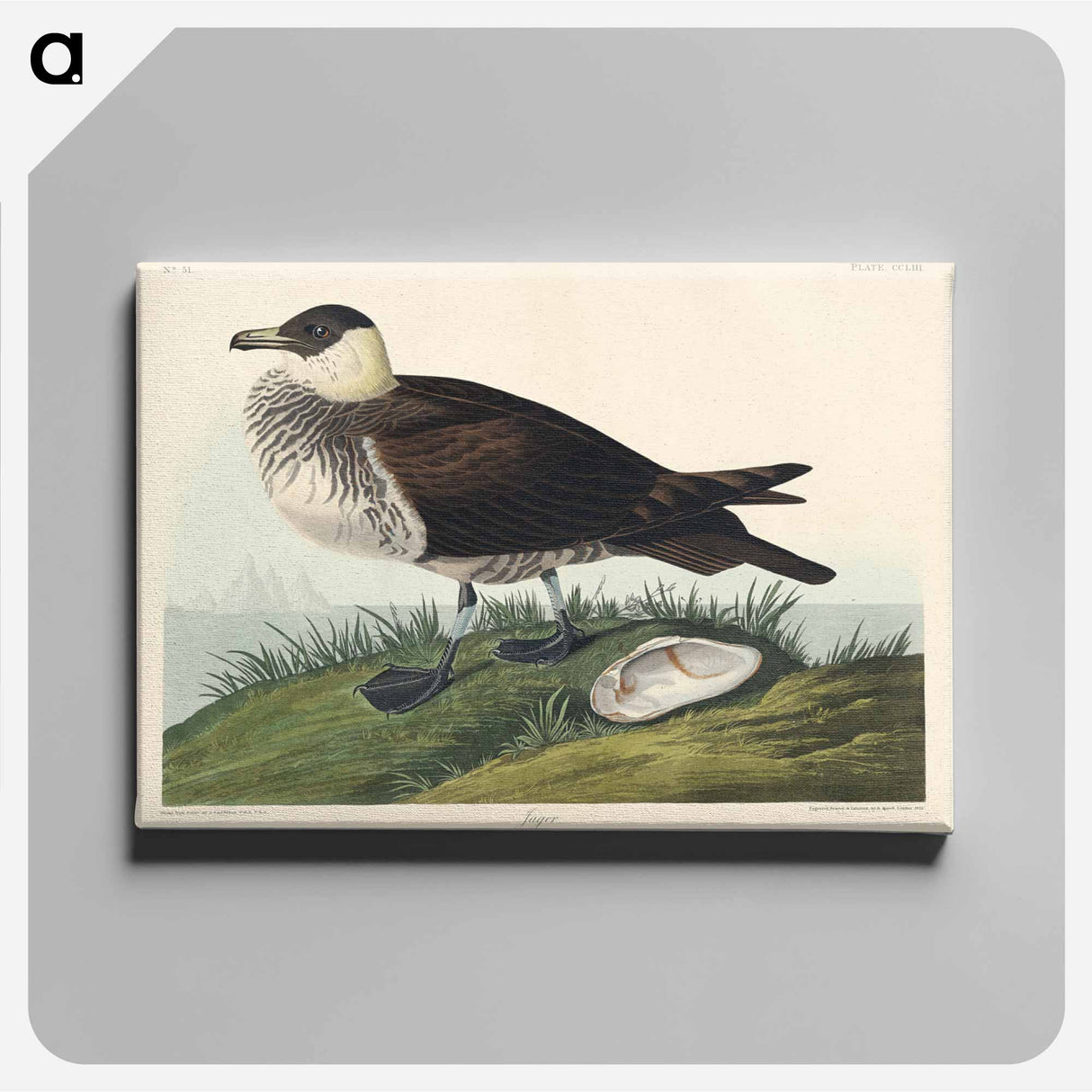 アートパネル-Jager from Birds of America
 - アメリカの鳥たち Canvas.