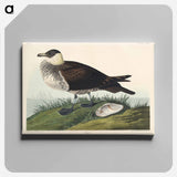 アートパネル-Jager from Birds of America
 - アメリカの鳥たち Canvas.