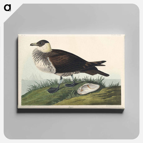 アートパネル-Jager from Birds of America
 - アメリカの鳥たち Canvas.