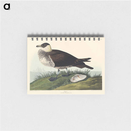 アートメモ帳-Jager from Birds of America
 - アメリカの鳥たち Memo.
