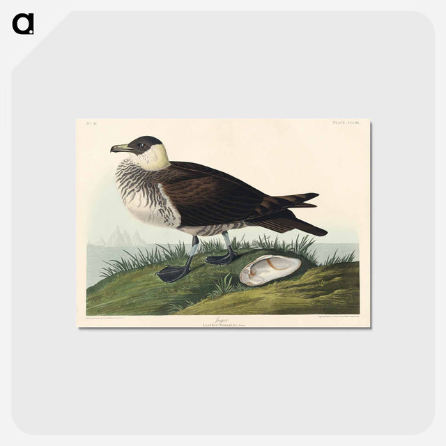 アートポストカード-Jager from Birds of America
 - アメリカの鳥たち Postcard.