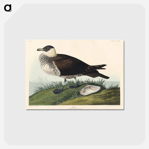 Jager from Birds of America
 - アメリカの鳥たち Postcard.