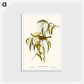 アートポストカード-White-plumed Honey-eater
 - オーストラリアの鳥 Postcard.