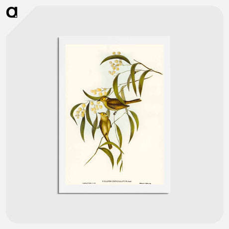 アートポストカード-White-plumed Honey-eater
 - オーストラリアの鳥 Postcard.
