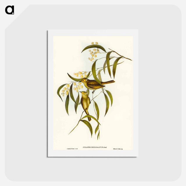 アートポストカード-White-plumed Honey-eater
 - オーストラリアの鳥 Postcard.
