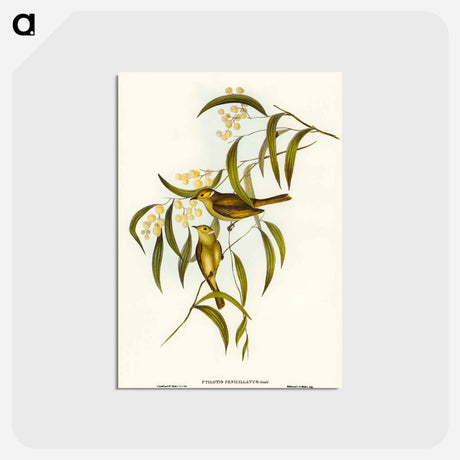アートポストカード-White-plumed Honey-eater
 - オーストラリアの鳥 Postcard.