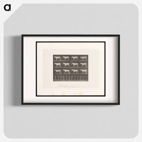 アートポスター-Walking Horse
 - エドワード マイブリッジ Poster.