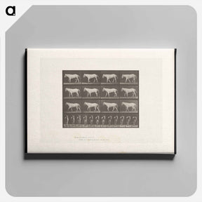 アートパネル-Walking Horse
 - エドワード マイブリッジ Canvas.