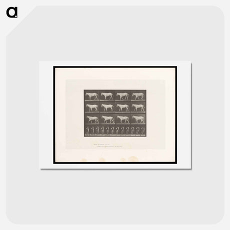 アートポストカード-Walking Horse
 - エドワード マイブリッジ Postcard.