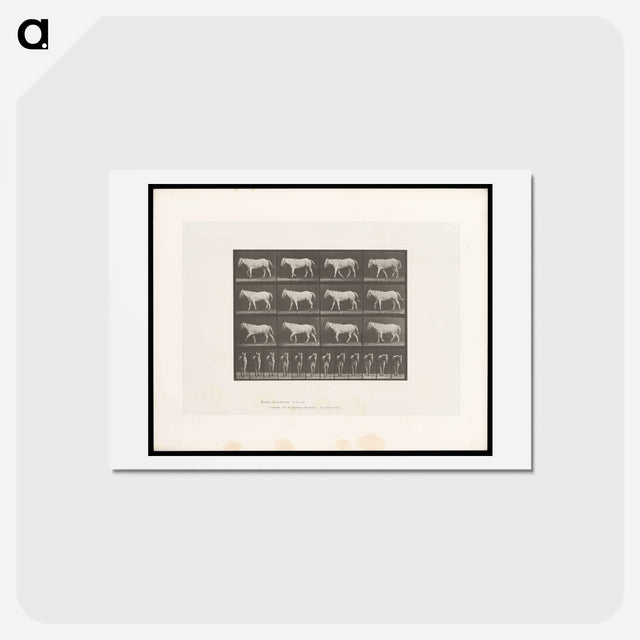 アートポストカード-Walking Horse
 - エドワード マイブリッジ Postcard.
