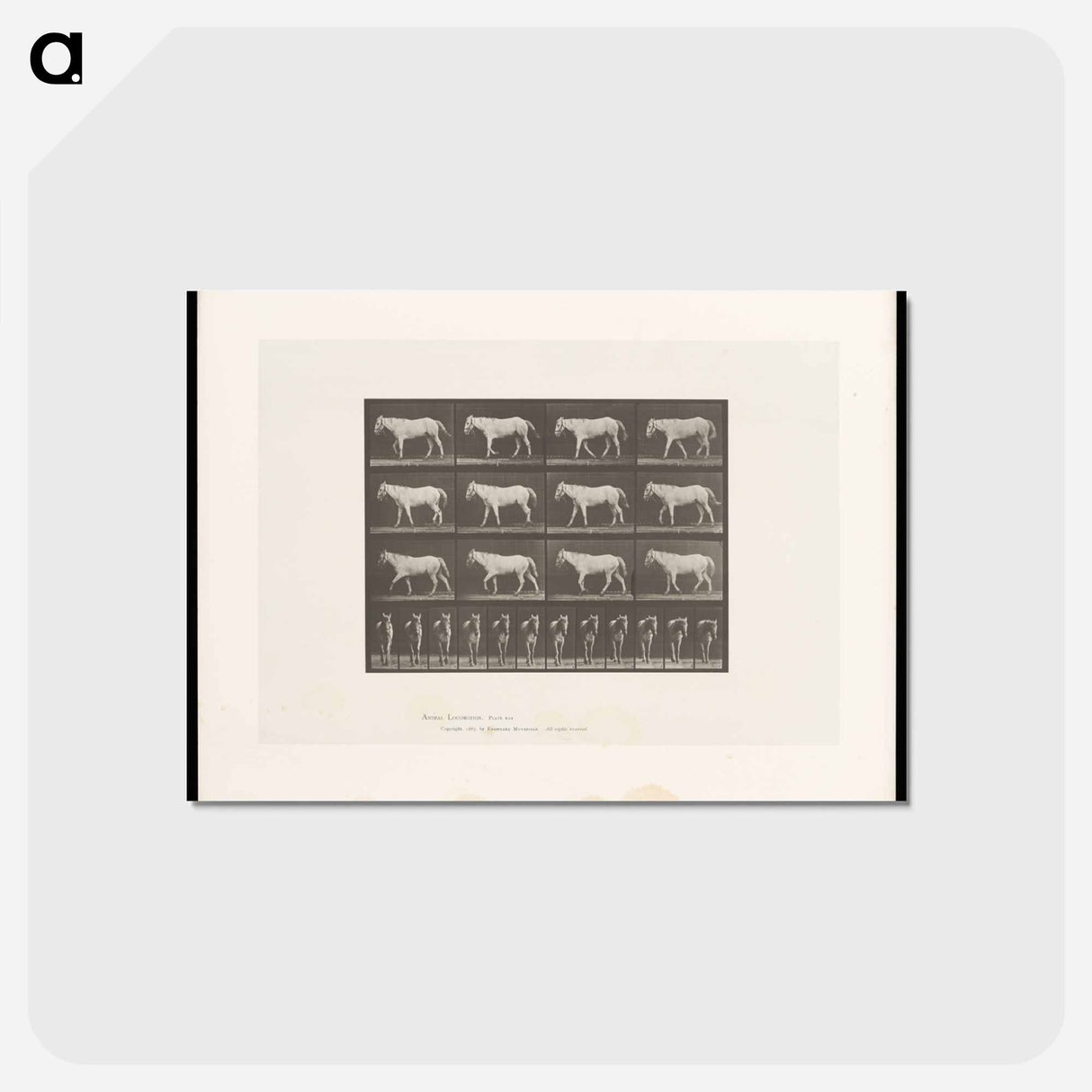 アートポストカード-Walking Horse
 - エドワード マイブリッジ Postcard.