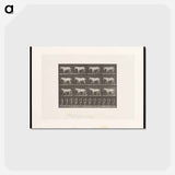 アートポストカード-Walking Horse
 - エドワード マイブリッジ Postcard.