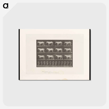 アートポストカード-Walking Horse
 - エドワード マイブリッジ Postcard.