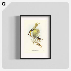 アートポスター-Moustached Honey-eater
 - ジョン グールド Poster.