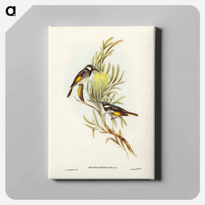 アートパネル-Moustached Honey-eater
 - ジョン グールド Canvas.