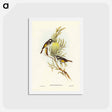 アートポストカード-Moustached Honey-eater
 - ジョン グールド Postcard.