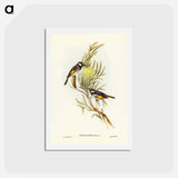 アートポストカード-Moustached Honey-eater
 - ジョン グールド Postcard.