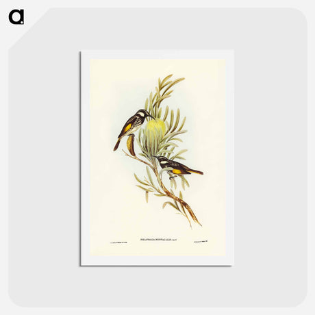 アートポストカード-Moustached Honey-eater
 - ジョン グールド Postcard.