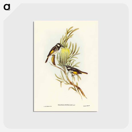 アートポストカード-Moustached Honey-eater
 - ジョン グールド Postcard.