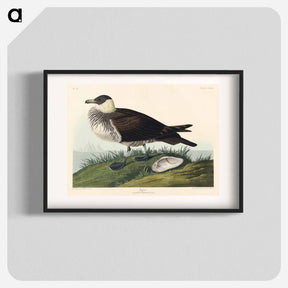 アートポスター-Jager from Birds of America
 - ジョン ジェームス オーデュボン Poster.
