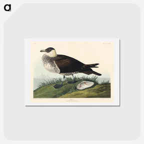 アートポストカード-Jager from Birds of America
 - ジョン ジェームス オーデュボン Postcard.