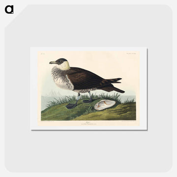 Jager from Birds of America
 - ジョン ジェームス オーデュボン Postcard.