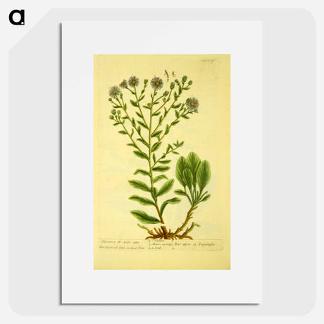 アートポスター-Aster attic and Aster atticus or inguinglis
 - 国立医学図書館 Poster.