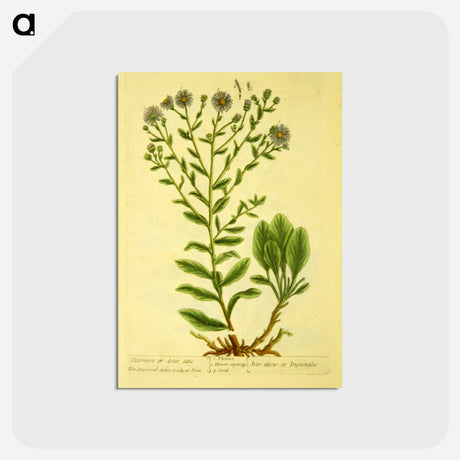 アートポストカード-Aster attic and Aster atticus or inguinglis
 - 国立医学図書館 Postcard.