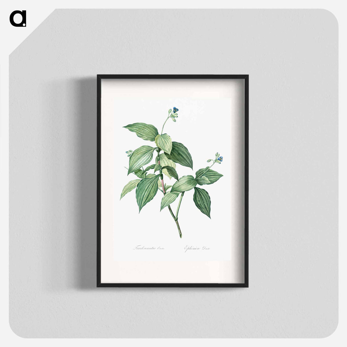 Tradescantia erecta - ピエール ジョゼフ ルドゥーテ Poster.