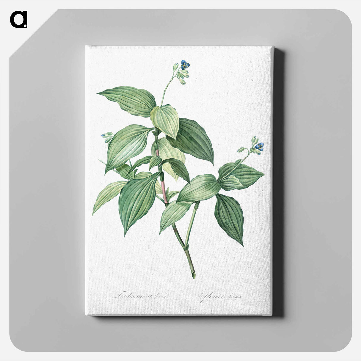 Tradescantia erecta - ピエール ジョゼフ ルドゥーテ Canvas.