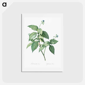 アートポストカード-Tradescantia erecta - ピエール ジョゼフ ルドゥーテ Postcard.