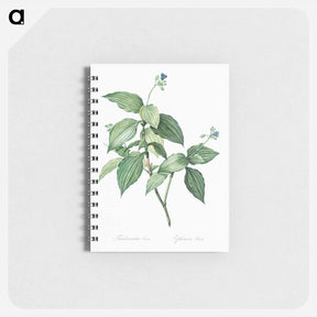 アートメモ帳-Tradescantia erecta - ピエール ジョゼフ ルドゥーテ Memo.