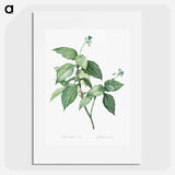 Tradescantia erecta - ピエール ジョゼフ ルドゥーテ Poster.