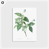 アートポストカード-Tradescantia erecta - ピエール ジョゼフ ルドゥーテ Postcard.