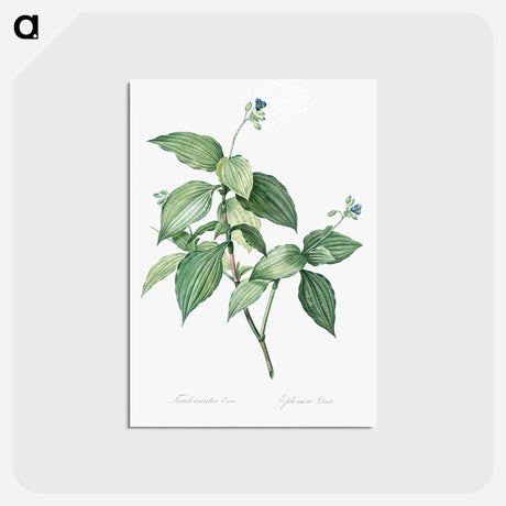 アートポストカード-Tradescantia erecta - ピエール ジョゼフ ルドゥーテ Postcard.