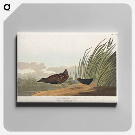 アートパネル-Least Water-hen from Birds of America
 - アメリカの鳥たち Canvas.