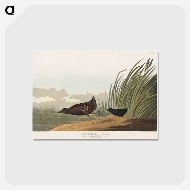 アートポストカード-Least Water-hen from Birds of America
 - アメリカの鳥たち Postcard.