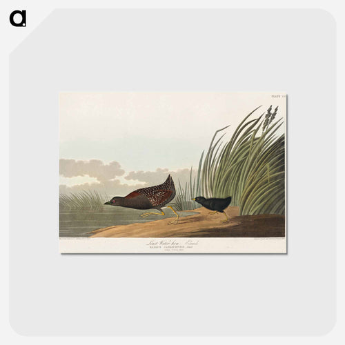 Least Water-hen from Birds of America
 - アメリカの鳥たち Postcard.
