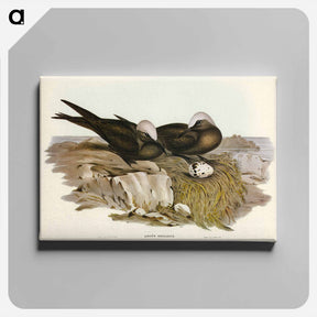 アートパネル-Noddy Tern
 - オーストラリアの鳥 Canvas.