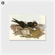 アートポストカード-Noddy Tern
 - オーストラリアの鳥 Postcard.