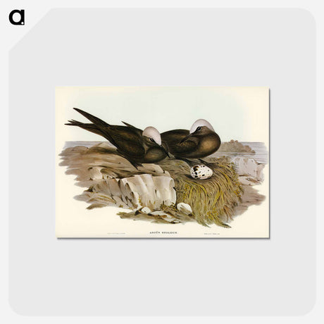 アートポストカード-Noddy Tern
 - オーストラリアの鳥 Postcard.