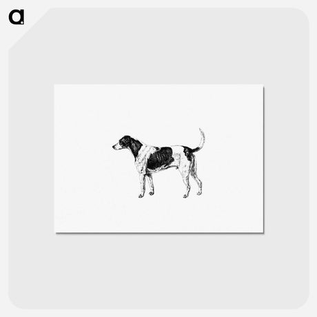 アートポストカード-American Foxhound from The Life of a Foxhound
 - 大英図書館 Postcard.
