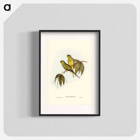 アートポスター-Rock Grass-Parakeet
 - ジョン グールド Poster.