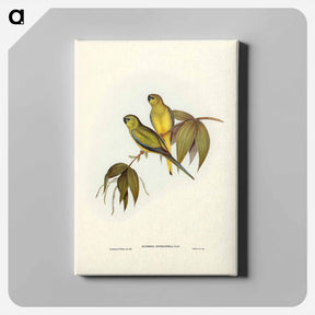 アートパネル-Rock Grass-Parakeet
 - ジョン グールド Canvas.