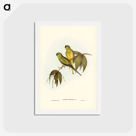 アートポストカード-Rock Grass-Parakeet
 - ジョン グールド Postcard.